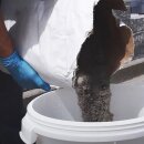 Spezial Dichtspachtel f&uuml;r Pool und Wasserbeckenbau 5 kg
